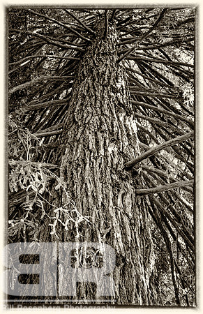 Buchart Redwood