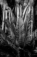 Fern Grotto