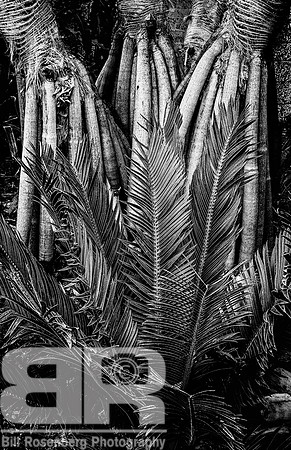 Fern Grotto