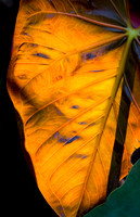 Nature Is Watching