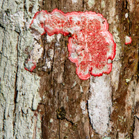 Lichen Composition