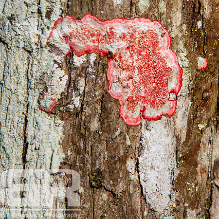 Lichen Composition