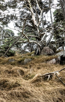 Ghost Tree 5
