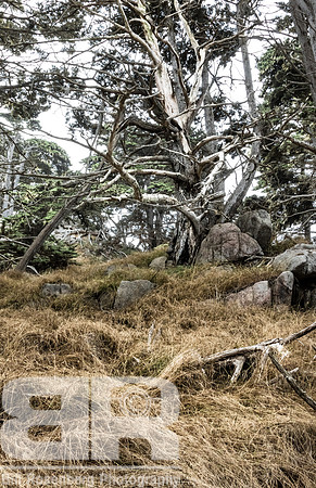 Ghost Tree 5