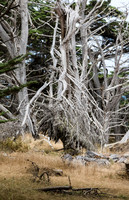 Ghost Tree 4