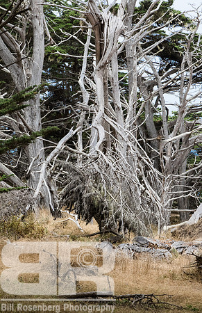 Ghost Tree 4