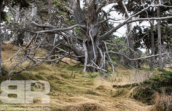 Ghost Tree 1