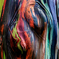 Nature's Pallet