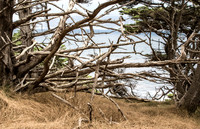 Ghost Tree 6