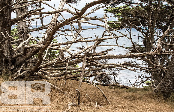 Ghost Tree 6