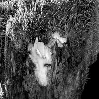 Face In The Woods