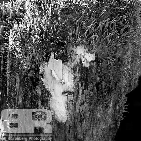 Face In The Woods