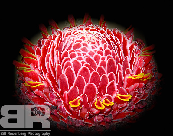 Creation Flower