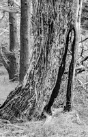 Shoe Tree