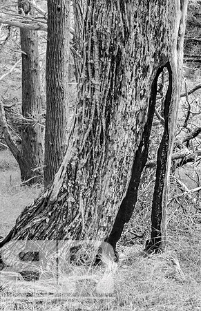 Shoe Tree