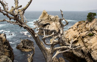 Ghost Tree 3