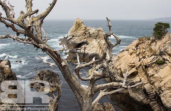 Ghost Tree 3