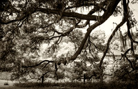 Tree Art
