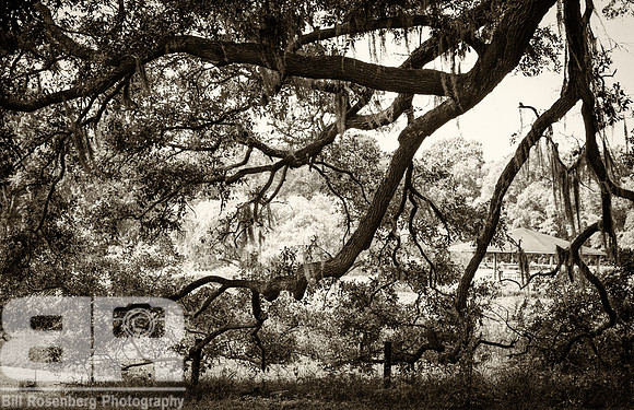 Tree Art