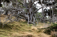 Ghost Tree 1