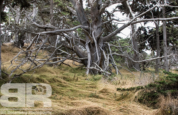 Ghost Tree 1