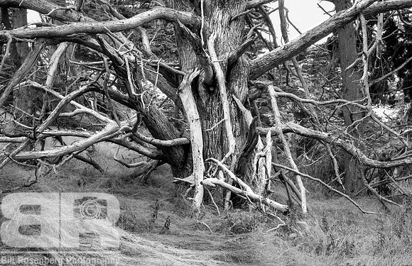 Ghost Tree 2