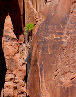 Clinging