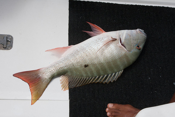20120306_bwp_grand_cayman_island_0159