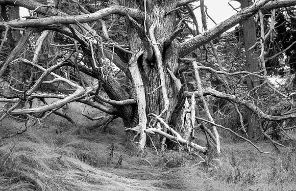 Ghost Tree 2