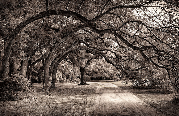 Nature's Arch 1