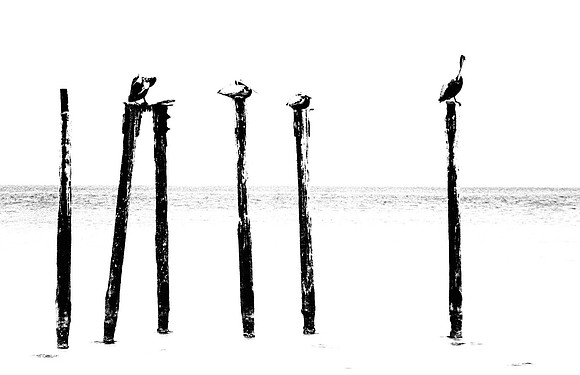 Missing Pelicans