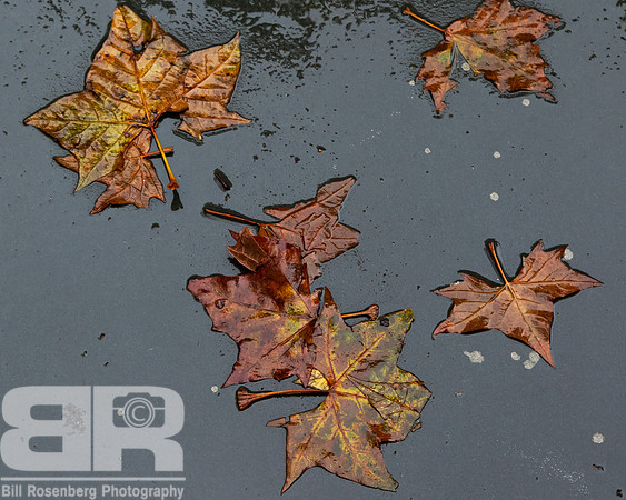 Wet Leaves, City Street