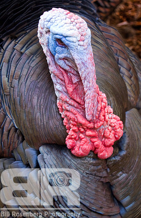 You Turkey