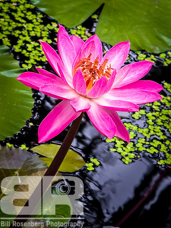 Pink Fire
